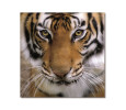 TIGER PRINTED PICTURE