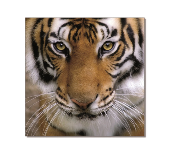 TIGER PRINTED PICTURE