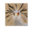 SECRETARY BIRD PRINTED PICTURE