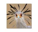 SECRETARY BIRD PRINTED PICTURE