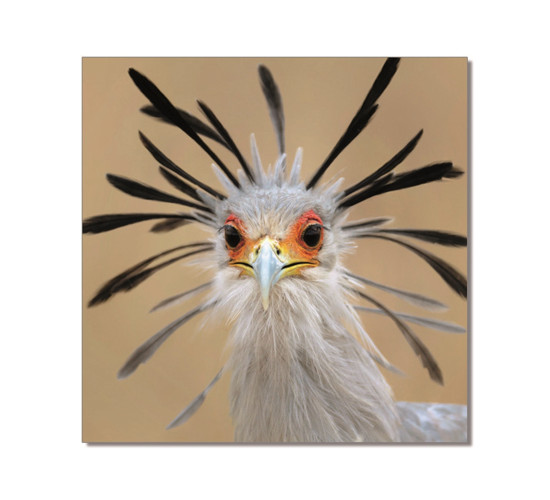 SECRETARY BIRD PRINTED PICTURE