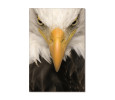 EAGLE PRINTED PICTURE