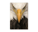 EAGLE PRINTED PICTURE