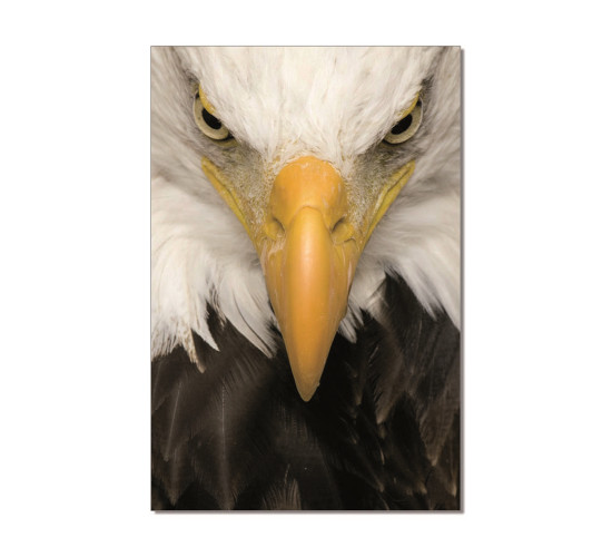 EAGLE PRINTED PICTURE