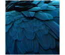 BLUE FEATHER PRINTED PHOTO (#)