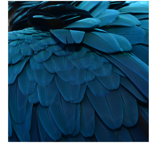 BLUE FEATHER PRINTED PHOTO (#)