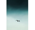 SMALL SEAGUL BLUE PRINTED ART IN BLACK FRAME (#)