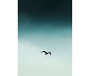 SMALL SEAGUL BLUE PRINTED ART IN BLACK FRAME (#)